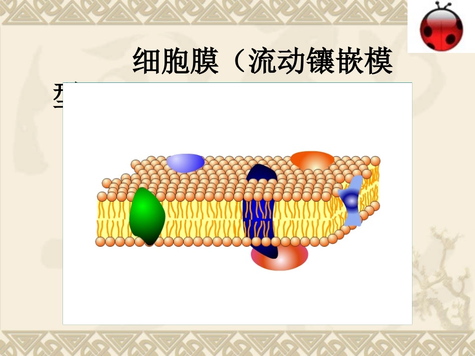 物质跨膜运输的方式.讲ppt_第3页