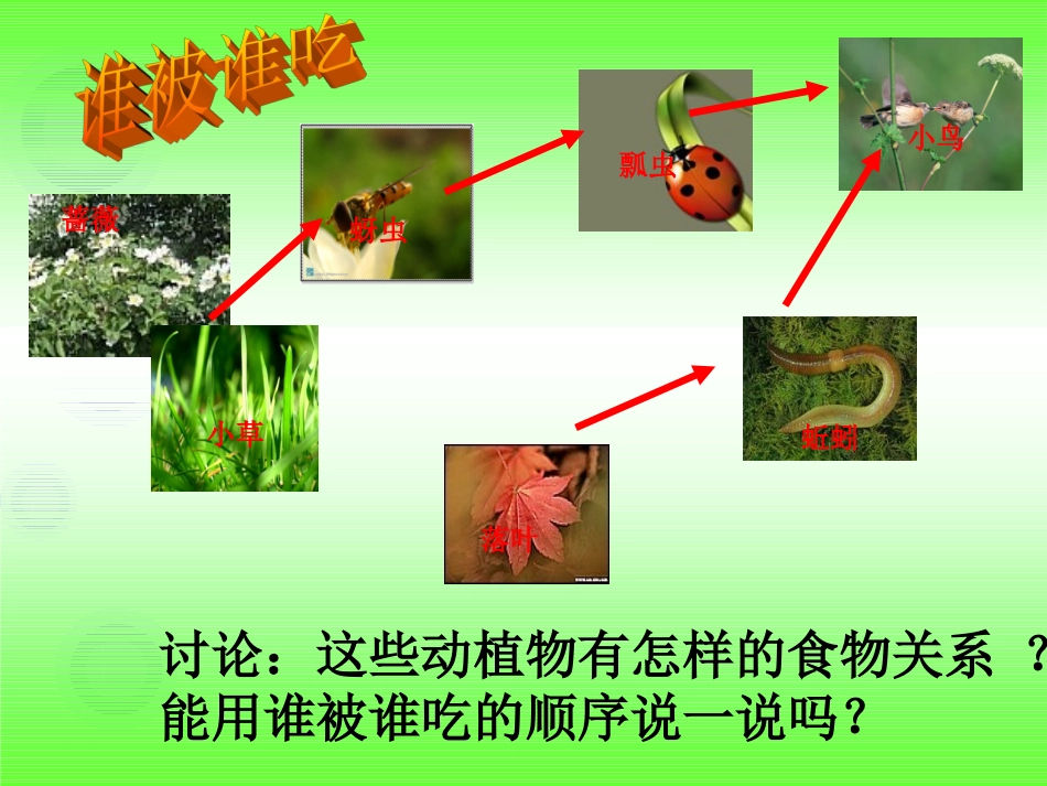 教科版五年级科学上册《食物链和食物网》课件_第3页
