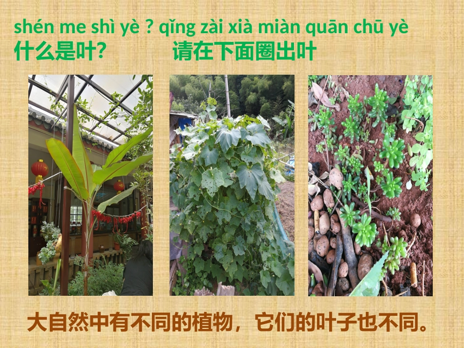 教科版科学一上观察叶_第2页