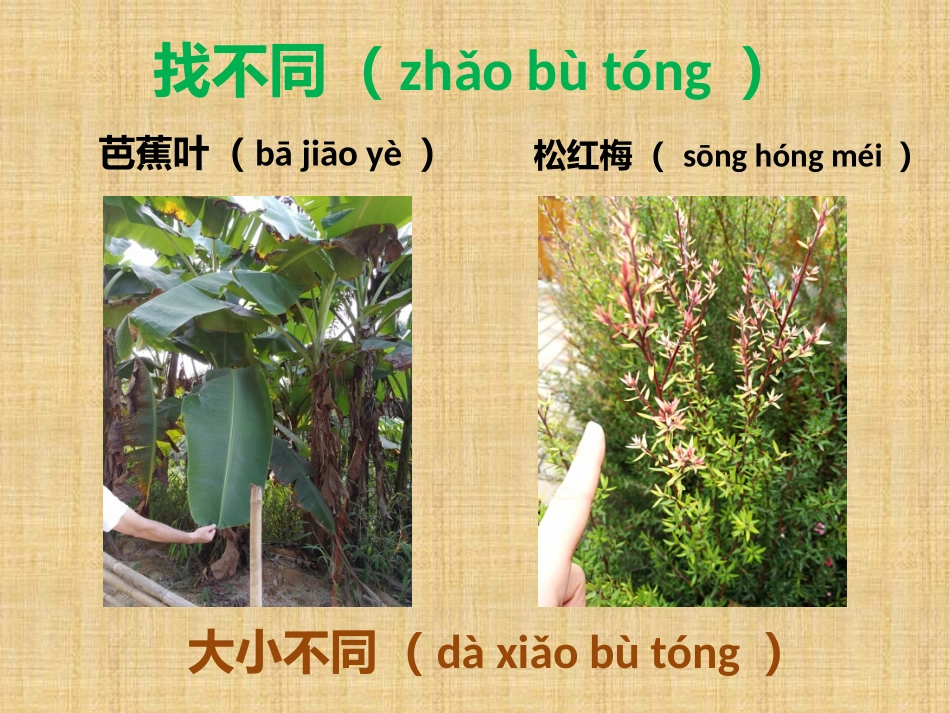 教科版科学一上观察叶_第3页