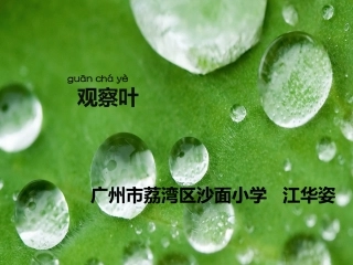 教科版科学一上观察叶