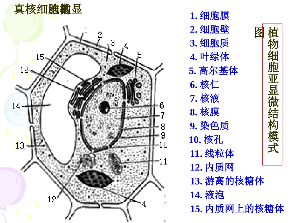 复习-细胞的结构和功能ppt_第2页