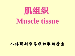 组织学与胚胎学 第6章 肌组织