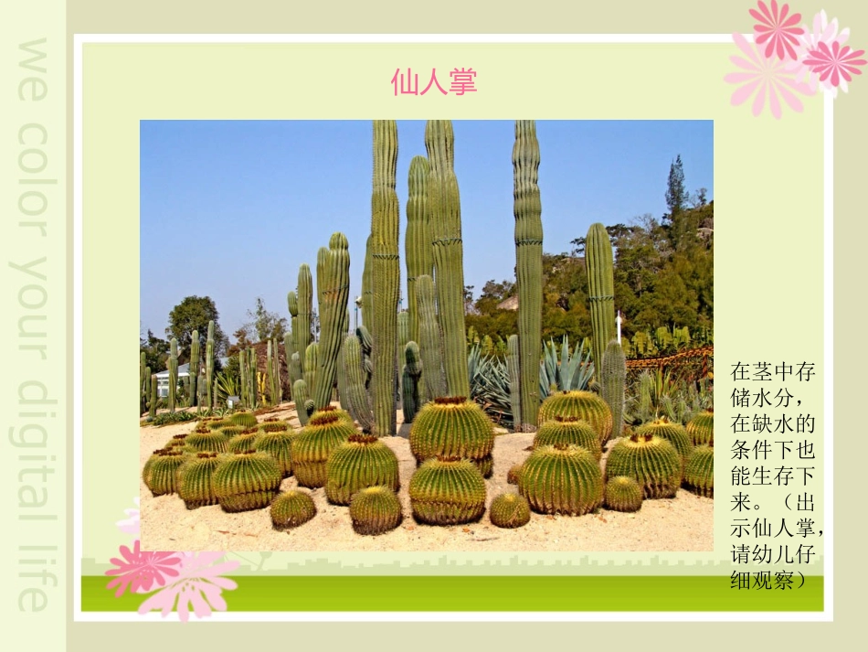 植物趣闻 大班科学_第2页