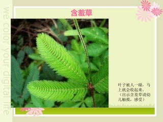 植物趣闻 大班科学