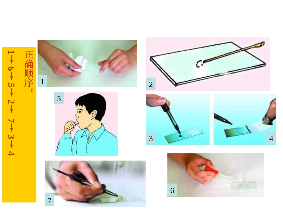 怎样制作洋葱表皮细胞临时装片？_第3页