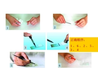 怎样制作洋葱表皮细胞临时装片？