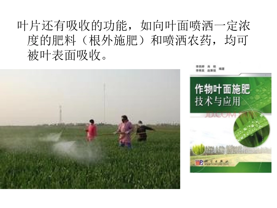 植物形态结构(叶)_第3页