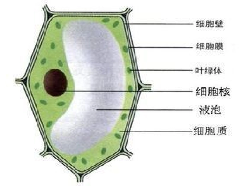 细胞膜系统的边界_第3页