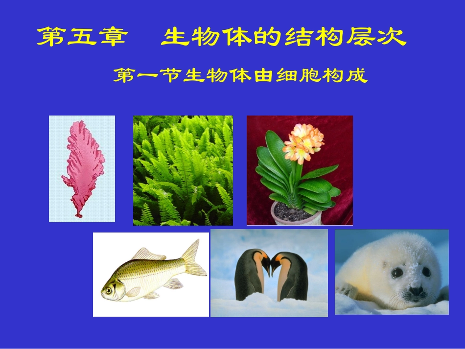 细胞的结构和功能ppt_第1页
