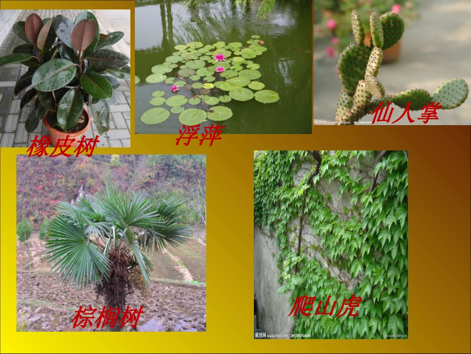 苏教版小学科学三年级上册《校园里的植物》课件_第3页