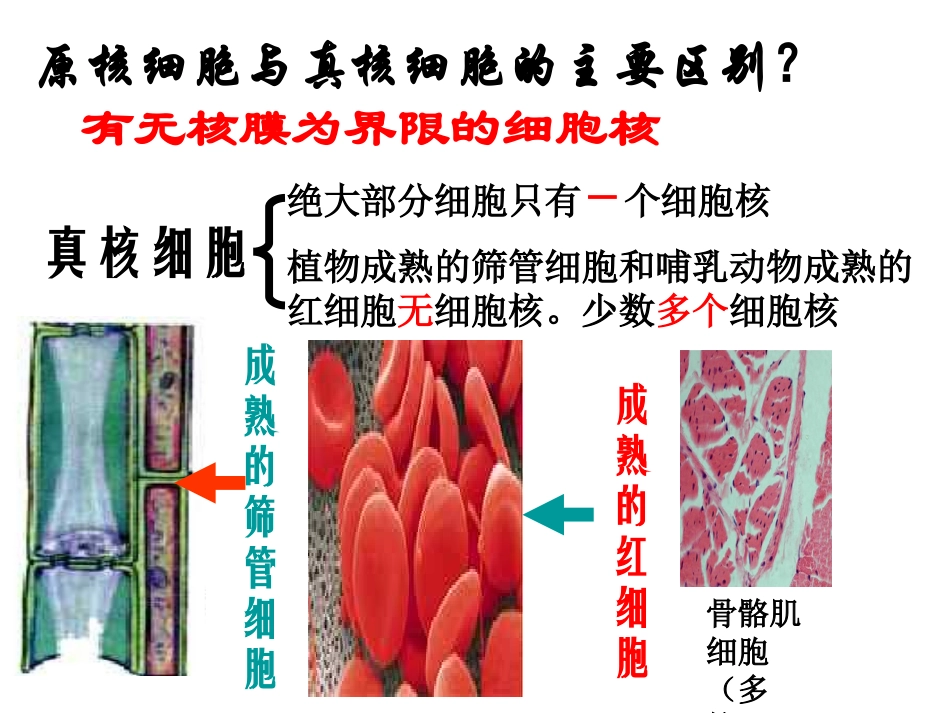 细胞核系统的控制中心_第2页