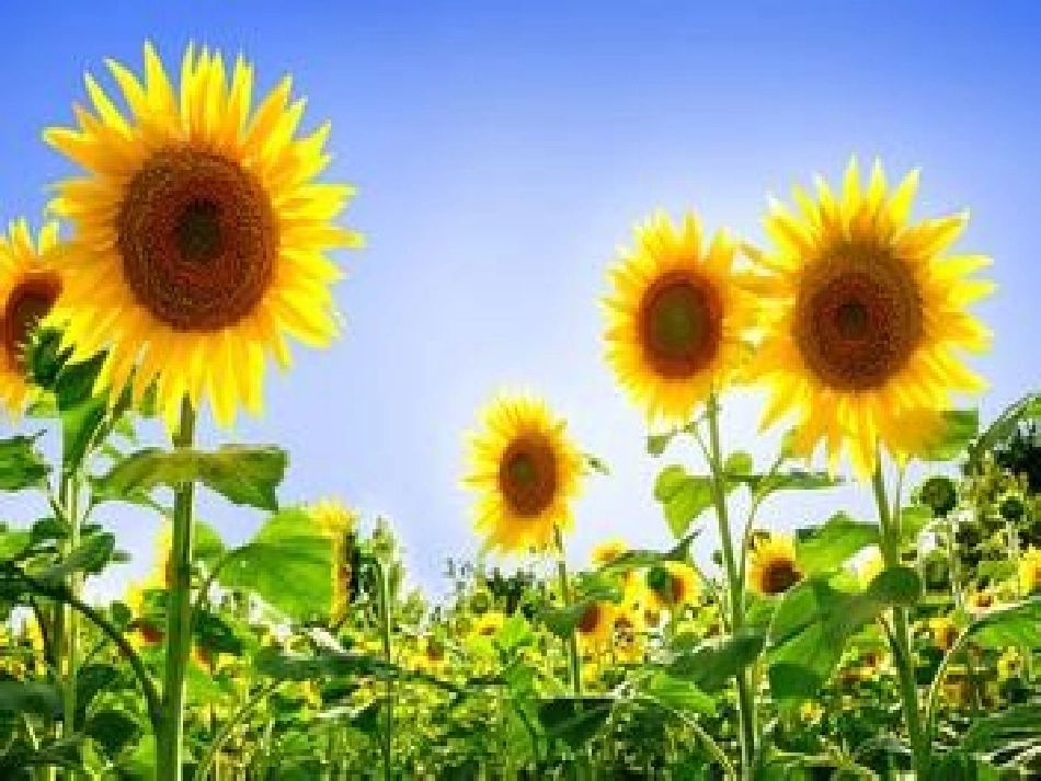 小学美术-立体纸条花_第3页