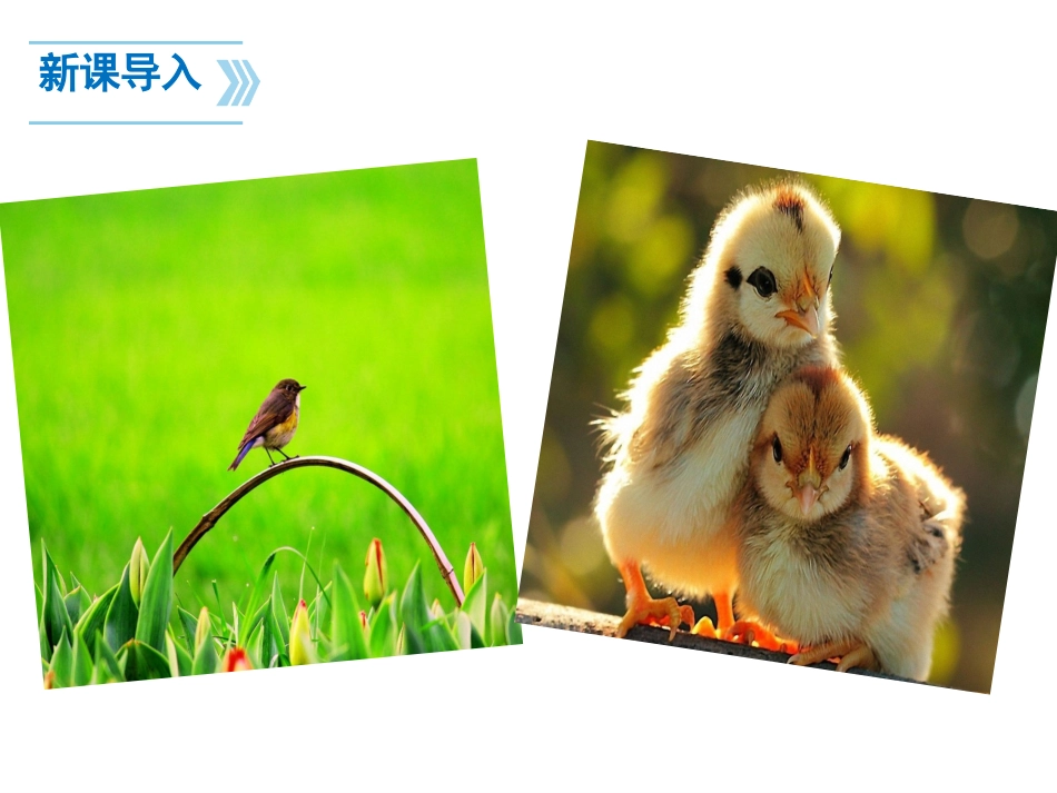 梁实秋《鸟》 课件_第1页