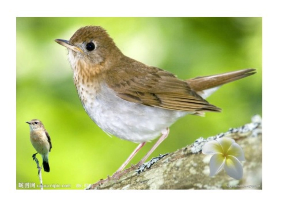 梁实秋《鸟》 课件_第2页