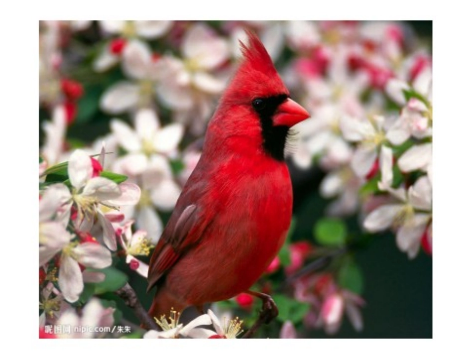 梁实秋《鸟》 课件_第3页