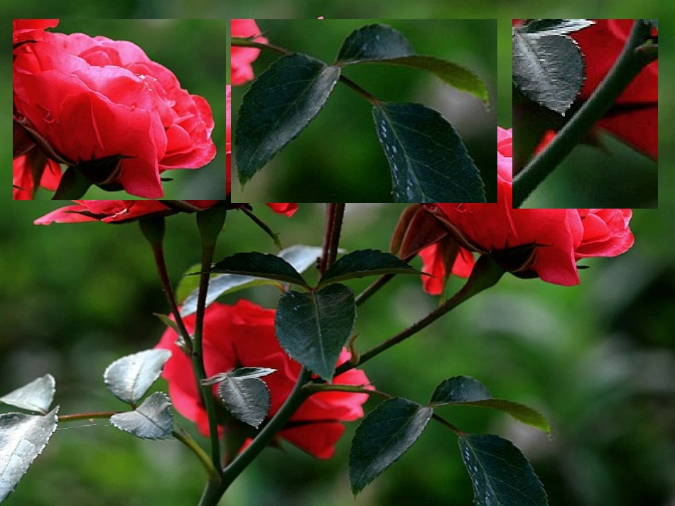 我喜欢的一种植物作文课件_第3页