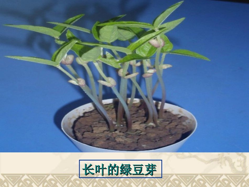 教科版五年级科学上册《观察绿豆芽的生长》教学演示课件_第2页