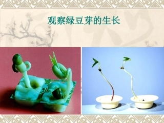 教科版五年级科学上册《观察绿豆芽的生长》教学演示课件