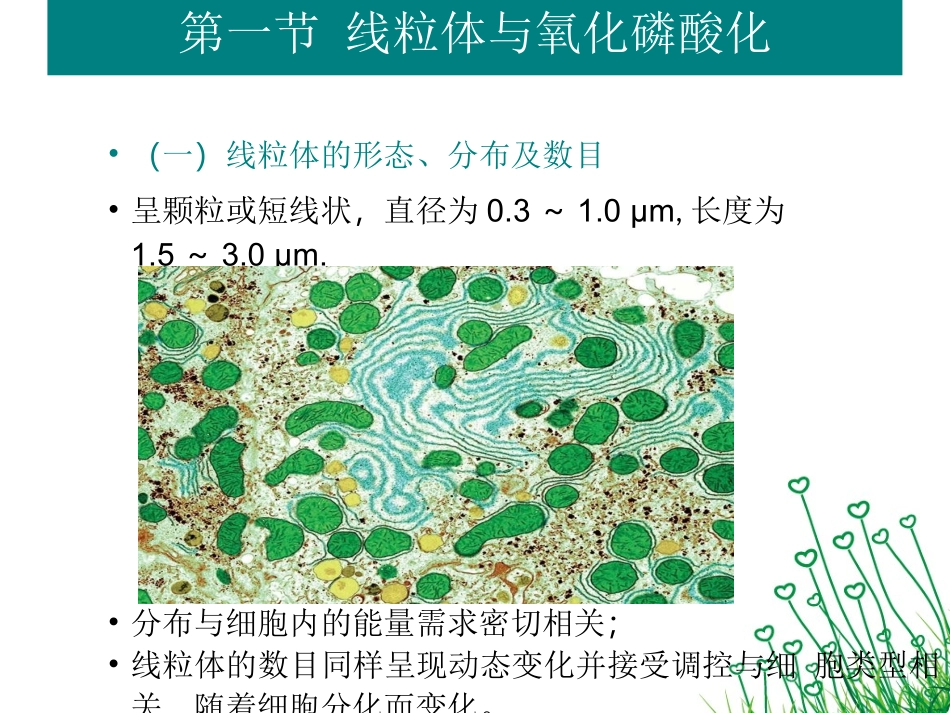 细胞生物学 线粒体和叶绿体_第3页