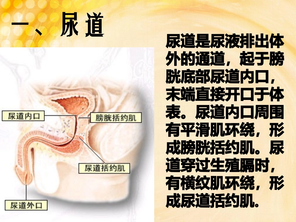 男女尿道的区别之处_第2页