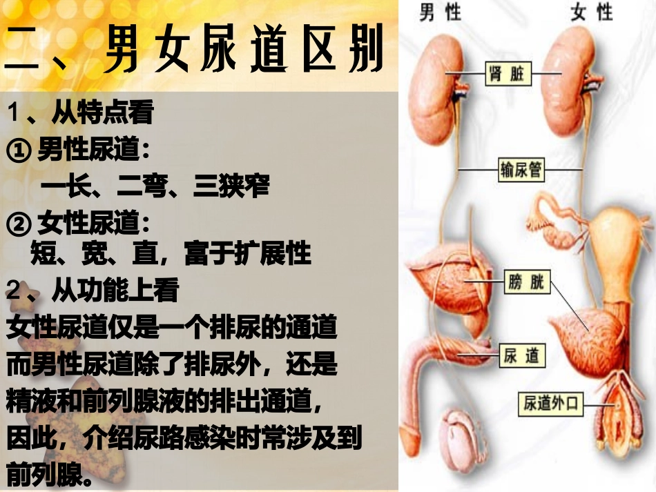 男女尿道的区别之处_第3页