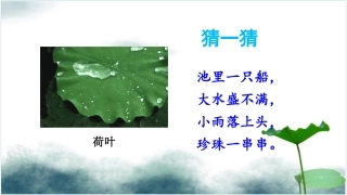 13荷叶圆圆