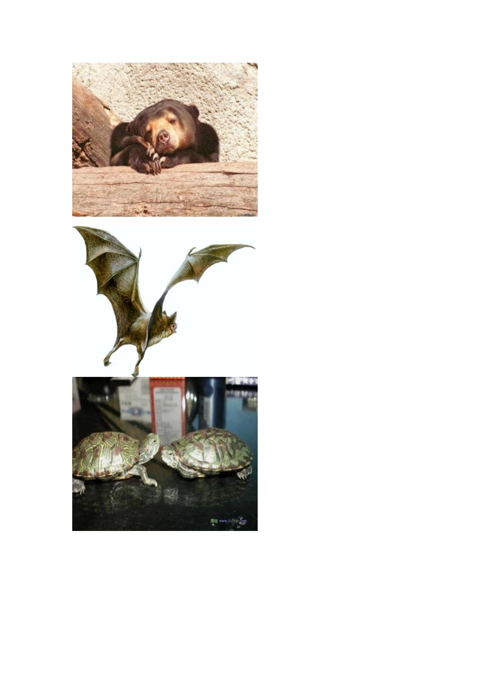 (部编)人教2011课标版一年级上册冬眠的资料_第2页