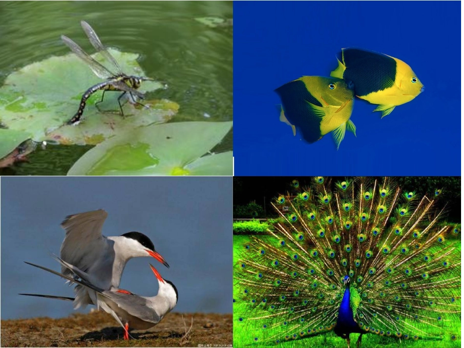 第1节动物的生殖_第2页