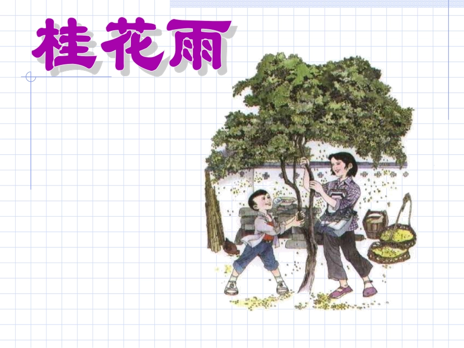 桂花雨-PPT课件_第1页