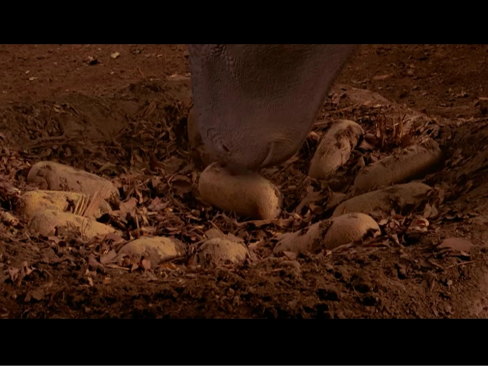 《画恐龙》沈萍_第2页