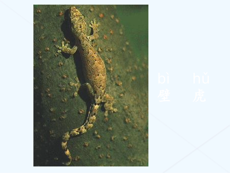 (部编)人教语文2011课标版一年级下册21小壁虎借尾巴-(3)_第1页