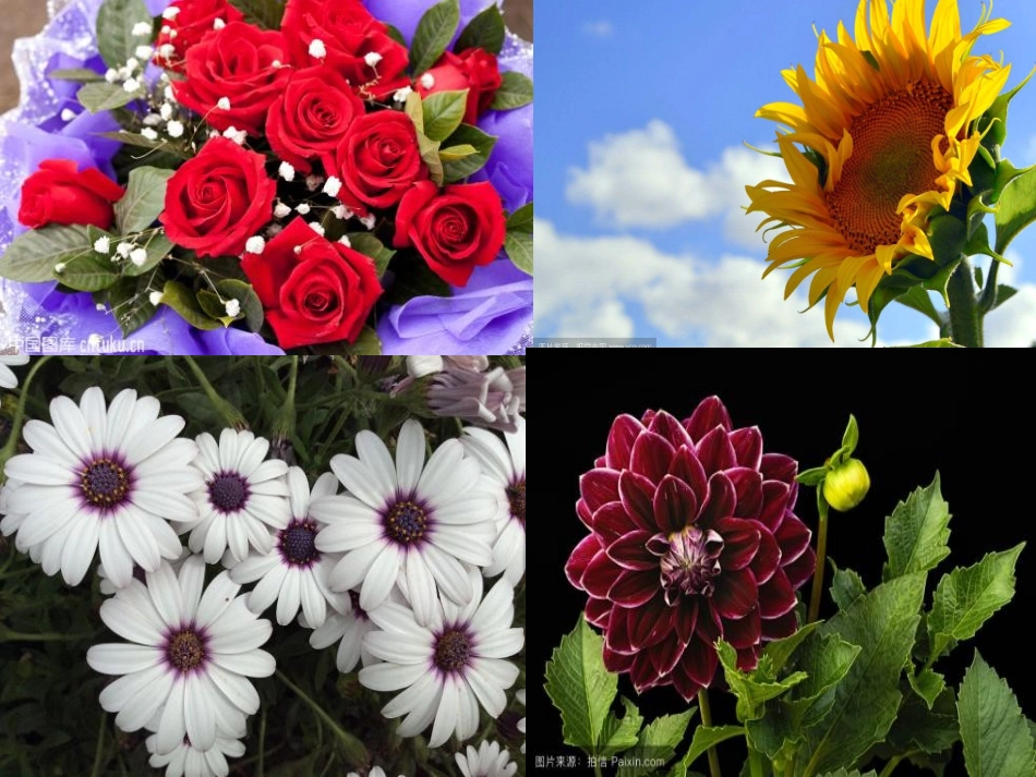 第十册养花-(1)_第1页