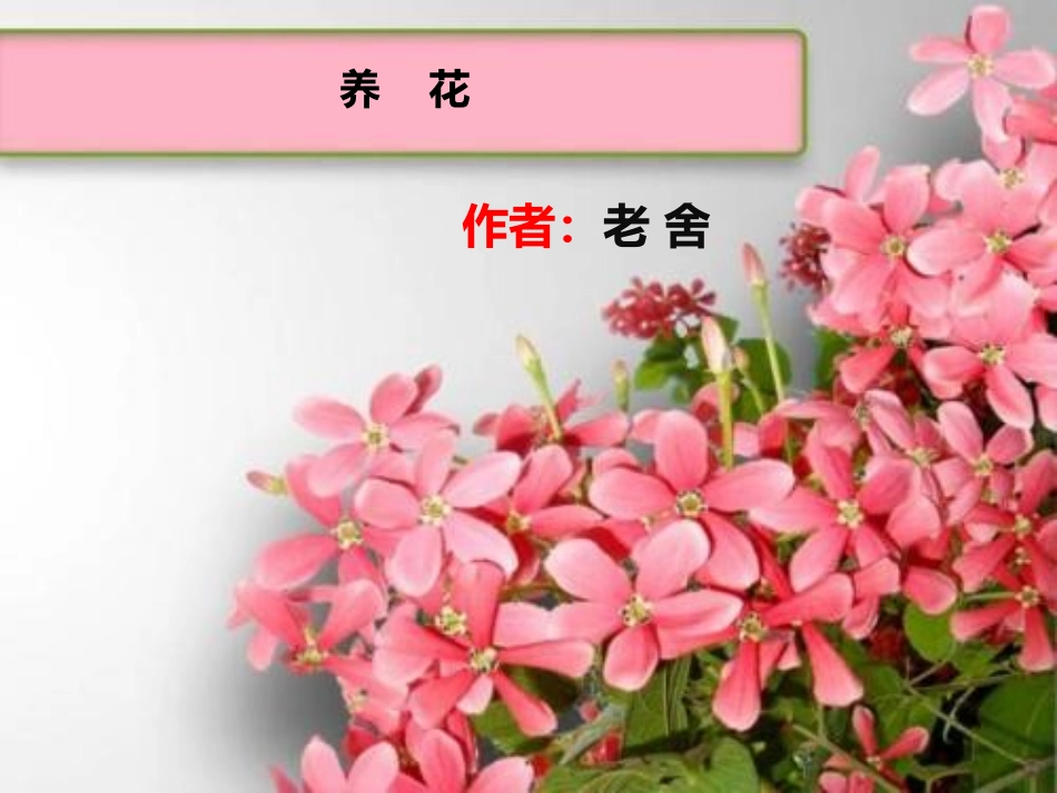 第十册养花-(1)_第2页