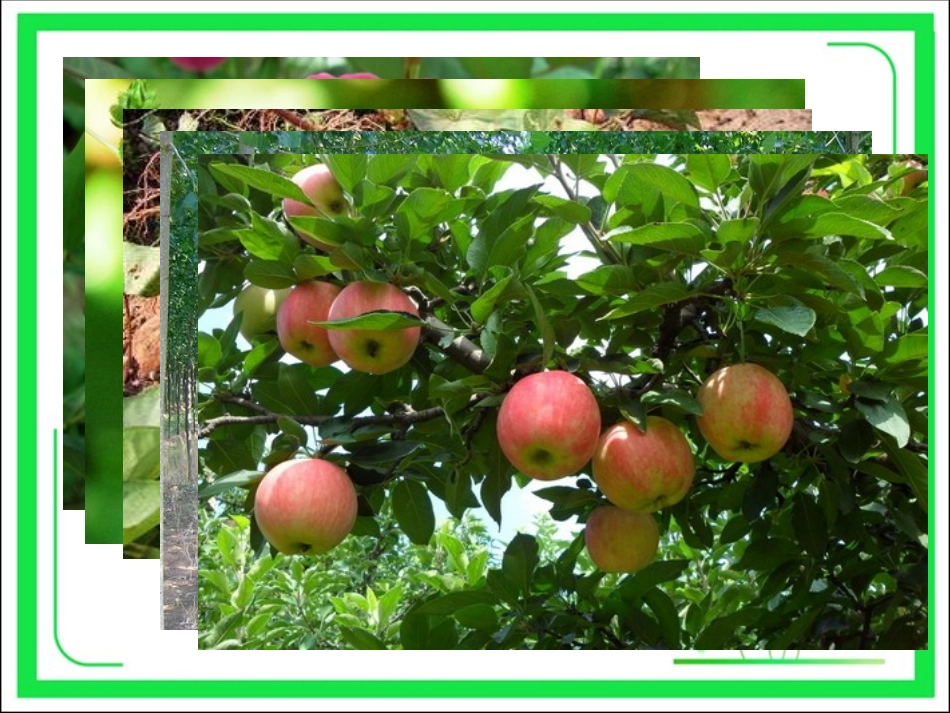 《第1节-植物体的组成》课件4_第1页