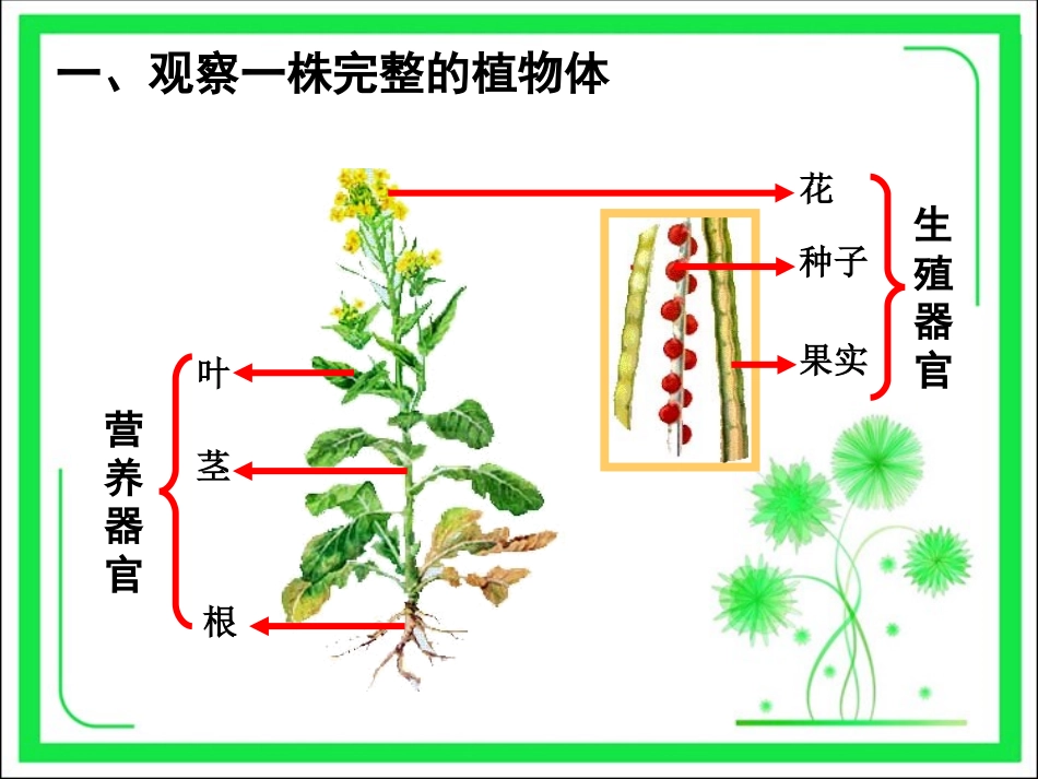 《第1节-植物体的组成》课件4_第3页