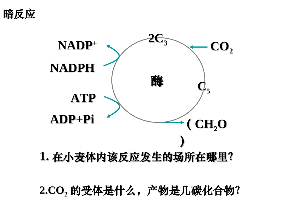 C3植物和C4植物_第2页