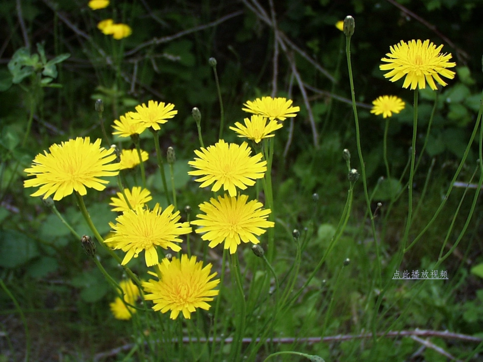 金色的草地-(5)_第2页