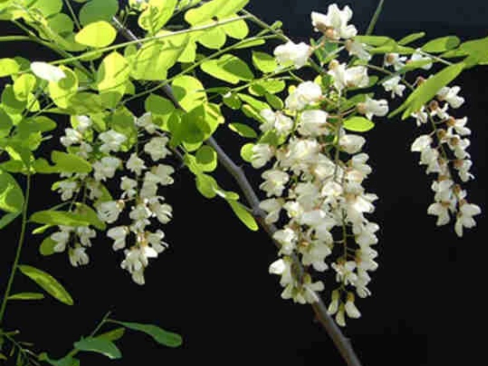 21槐乡五月第一课时_第2页