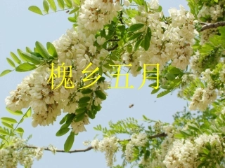 21槐乡五月第一课时