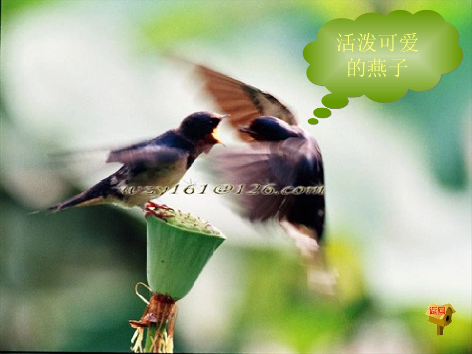 可爱的小动物ppt_第3页