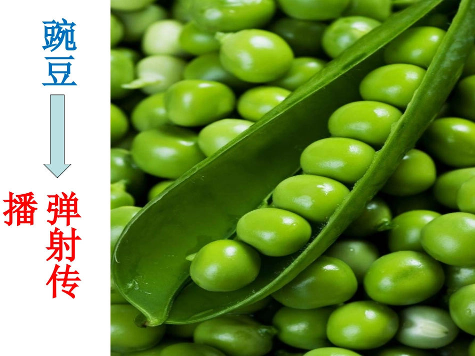 《植物妈妈有办法》豌豆的办法_第2页