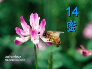14《蜜蜂》ppt课件3[1]1