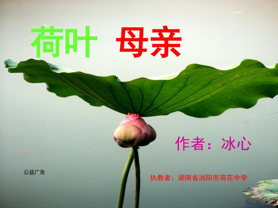 (部编)初中语文人教2011课标版七年级上册荷叶母亲课件-(6)_第1页