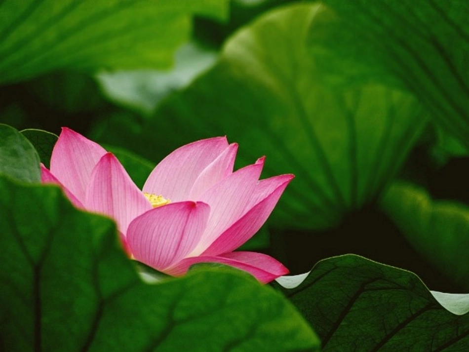 (部编)初中语文人教2011课标版七年级上册荷叶母亲课件-(6)_第2页