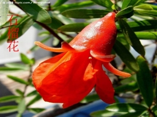 花儿为什么这样红