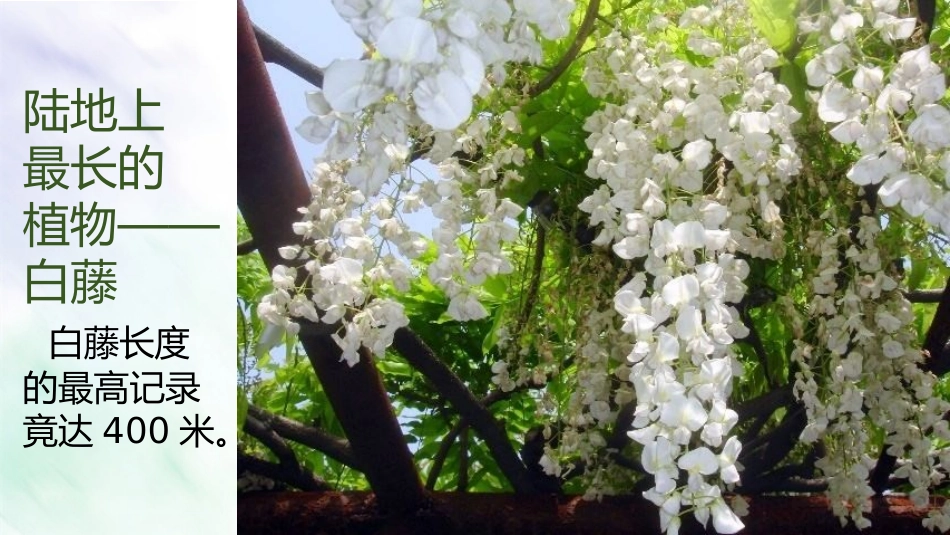 习作：我的植物朋友_第2页