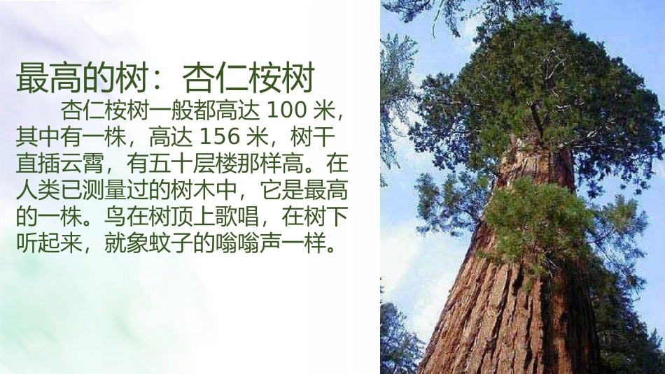 习作：我的植物朋友_第3页