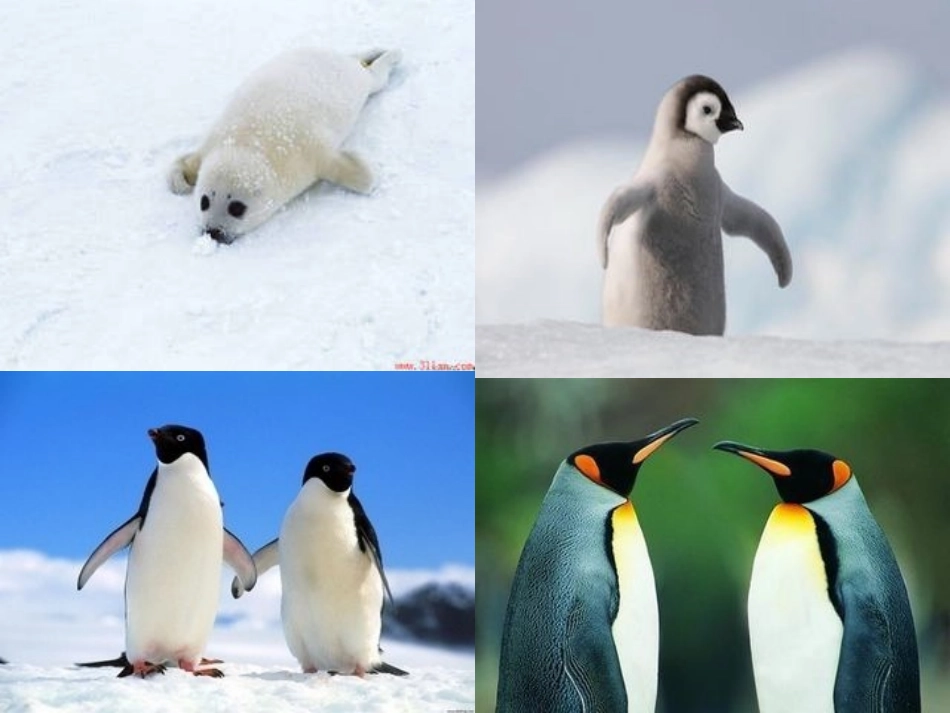 三年级下册《登上企鹅岛》PPT(语文S版)_第3页