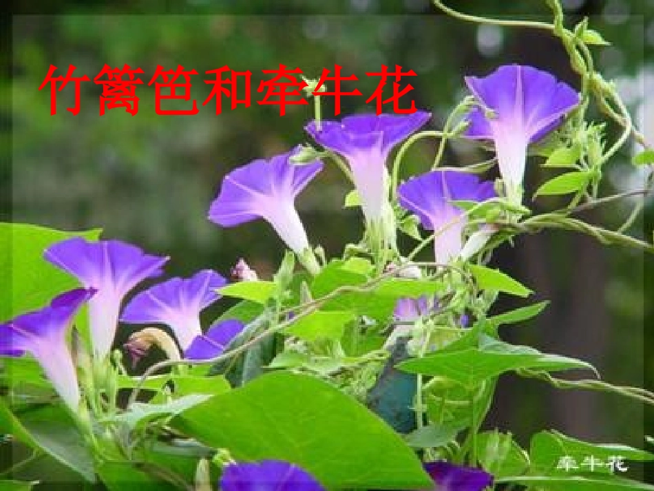 竹篱笆和牵牛花_第1页